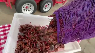 Cajun Crawfish Company - Field Run Crawfish