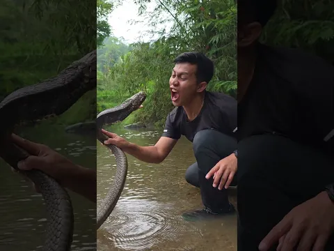 Amazing snake ... #snake #kingcobra