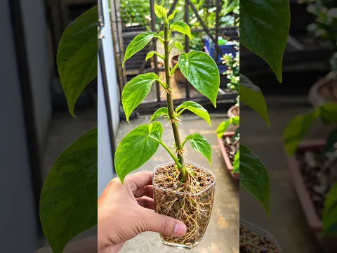 #Mita'SGardeningTricks #Gardening #Garden #Agriculture #Betelleafplant