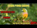 Download Lagu SUARA PUNAI GADING !! JANTAN BETINA MENDEKAT 100% | Ampuh untuk pikat \u0026 berburu