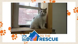 16 To The Rescue Homer