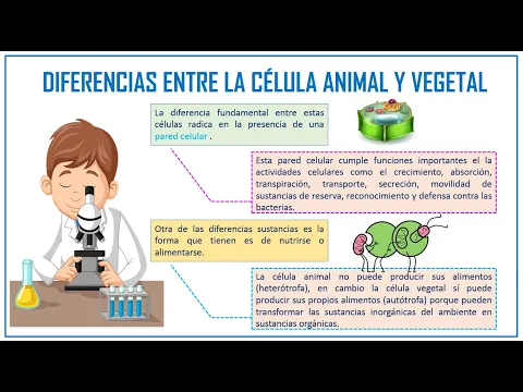 Download MP3 DIFERENCIAS ENTRE LA CÉLULA ANIMAL Y VEGETAL PARA NIÑOS