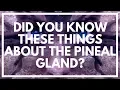4 Incredible Secrets Of The Pineal Gland The God Organ