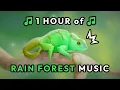 RAIN FOREST MUSIC NO AI 1 hour of chill tunes for chameleons and other tropical critters