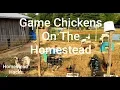 Game Chickens On The Homestead Why You Need Them