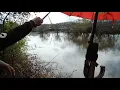 mancing ikan mujair air asin masih melimpah