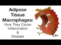 Adipose Tissue Macrophages How They Cause Inflammation and Disease
