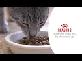 Royal Canin Renal Care Take your Cat to the Vet