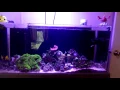 Seaclear acrylic 40 gallon