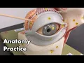 Eye Anatomy Review and Quiz
