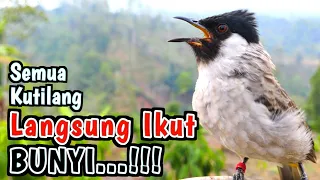 Download Semua Langsung Nyaut..! - Suara Kutilang Gacor Di Pagi Hari MP3