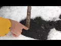Using Gift Wrap Tubes to Protect Young Trees