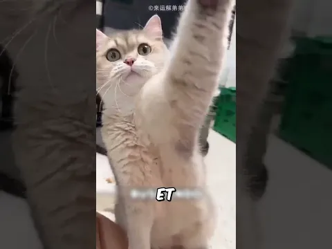 Cette fille a une chatte détective 😯❤️