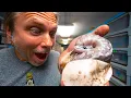 CUTTING 15 SNAKE EGGS HATCHED A SOUL SUCKER BALL PYTHON BRIAN BARCZYK