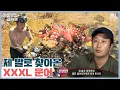 Download Lagu 제 발로 찾아온 자이언트문어 [예능맛집X곱빼기/정글의 법칙]
