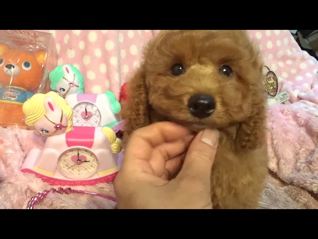 動画