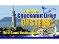 Chuckanut Oysters - Washington Oyster Farm Taylor Shellfish On Chuckanut Drive