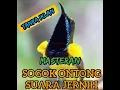 Download Lagu Masteran Sogok Ontong,Suara JERNIH