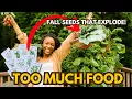 Download Lagu Plant These Fall Seeds: Harvest in 30 Days \u0026 All Winter