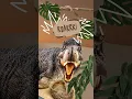 Animated Dinosaur Party Invitation - Customizablel Template Dinosaur Birt ay