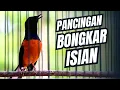 Download Lagu MURAI BATU GACOR FULL ISIAN TEMBAKAN MEWAH SANGAT AMPUH UNTUK MELATIH MURAI BATU BONGKAR ISIAN