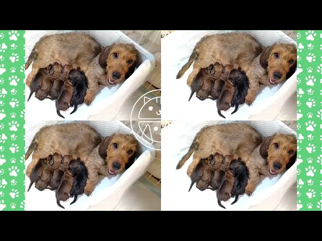 動画