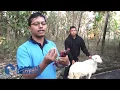 Download Lagu Cara Pemasangan Eartag pada Kambing Domba #2