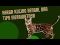 Download Lagu Prices for Bengal Cats and Tips for Caring for them