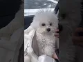 정후루 추천 영상 2