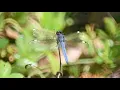 Download Lagu Wetland MA native plants animals