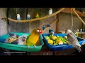 Download Lagu Lovebirds Mealtime - Corn and Lettuce - They love it