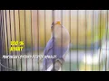 Download Lagu PANCINGAN LOVEBIRD NGEKEK NGETIK PANJANG ampuh bikin lb gacor