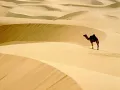 Dubsahara - Zentropy