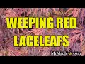 Weeping Red Laceleafs - JAPANESE MAPLES Showcase