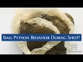 Our Ball Python Shedding Behavior