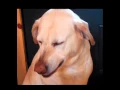 Dev s FurAffinity Comment Simulator