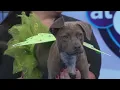 Meet Brooke A Sweet Cuddle Bug Looking for Her Forever Family