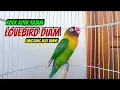 Lagu Lovebird Ngekek Panjang TERCEPAT BIKIN BUNYI, Sesaat Diputar Lovebird Semula DIAM Langsung BUNYI