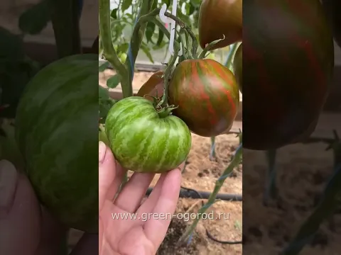 🍅томат ЗЕЛЕНОЕ СЕРДЦЕ СТЕПЕЙ  #сортатоматов #garden  #tomato