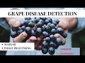 Real-Time Diseases Detection of Grape and Grape Leaves using GLCM and SVM Classifier MATLAB