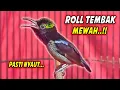 Download Lagu SUARA BURUNG KOLIBRI NINJA GACOR FULL ISIAN ROLL TEMBAK !! PANCINGAN KONIN BAHAN AGAR CEPAT EMOSI