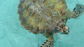 Green Sea Turtles At Little Farmer’s Cay | Sailboat Story 45