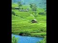 Download Lagu Suasana Pegunungan, Sawah, Dan Sungai Yang Bersih..Alami Meman Indah...