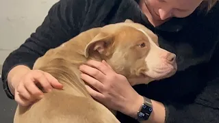 The dog that cheated destiny