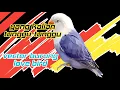 Download Lagu Tutorial vector infinite design - vector burung love bird