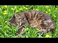 Download Lagu 🐈 Kattenmuziek zonder advertenties 🎼 Muziek voor katten om te slapen | Rustgevende muziek voor an...