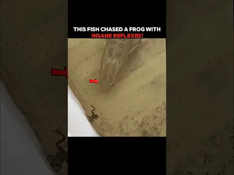 This Frog’s Reflexes Were Too Fast for the Fish! 🐸⚡ #trending #animals #wildlife #youtubeshorts
