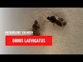 Orius roofwants | Natuurlijke vijand