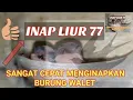 Inap Liur 77 by Andy Sufar cepat menginapkan anakan Walet..