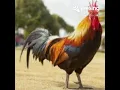 Ayam Jago - Mega Mustika (cover)  by Enida Ns